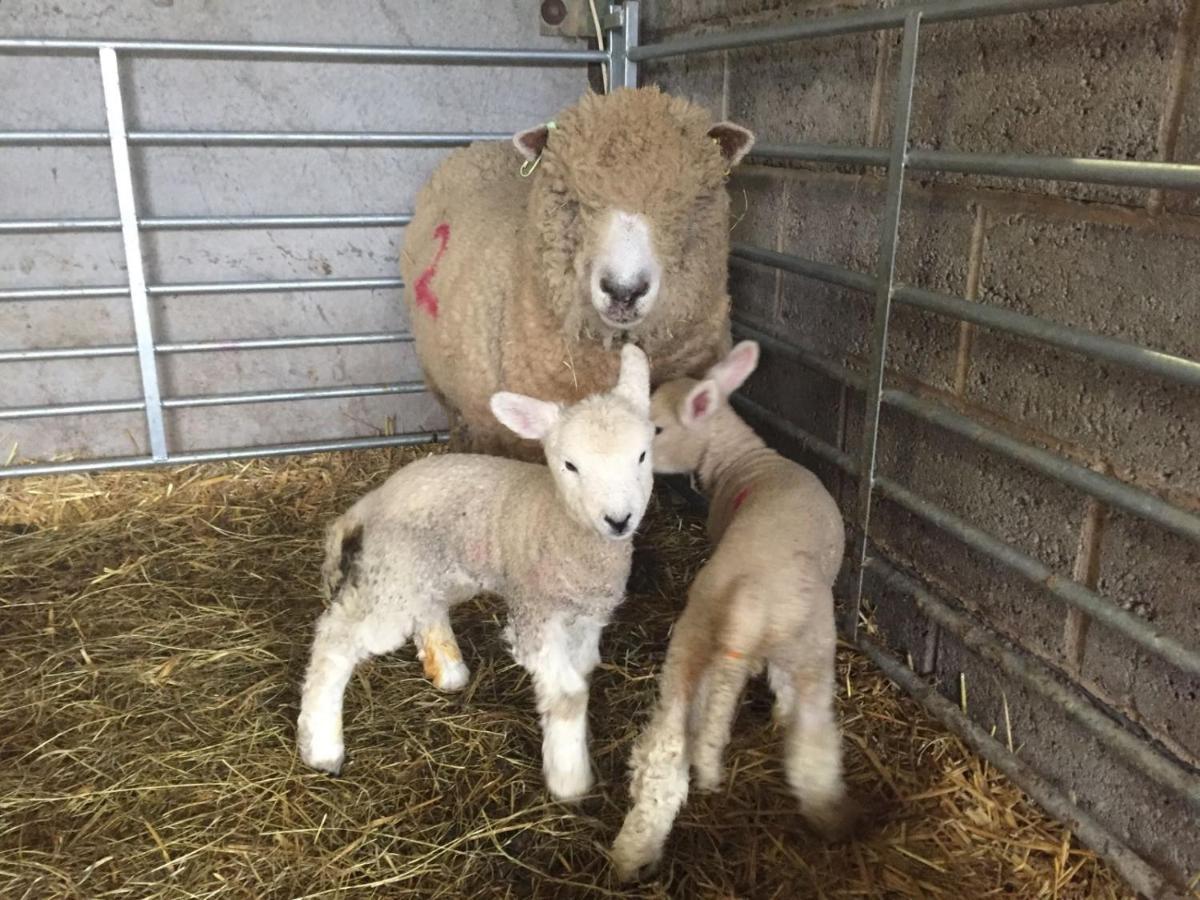 白金汉Weatherhead Farm Shepherds Hut别墅 外观 照片