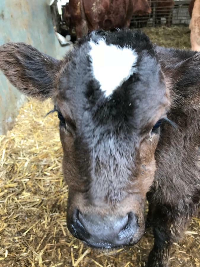 白金汉Weatherhead Farm Shepherds Hut别墅 外观 照片